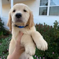 Ziggy, a male Golden Retriever for sale in Fort Morgan, CO – 1 of 3