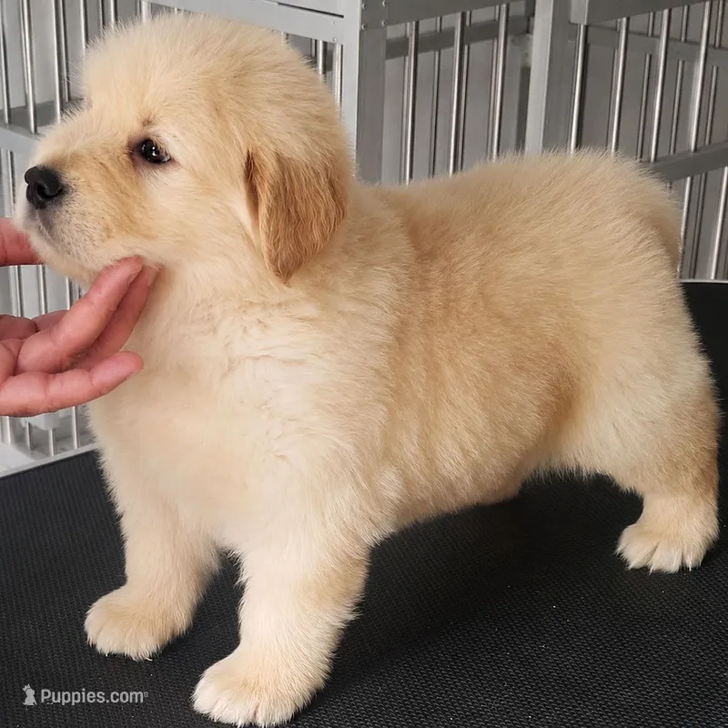 Valdo – Golden Retriever puppy for sale in Springfield, MA