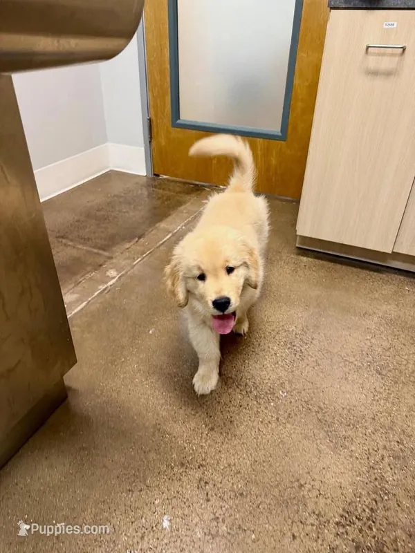 Phil – Golden Retriever puppy for sale in New Britain, CT