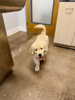 Phil, a male Golden Retriever for sale in New Britain, CT – 1 of 2