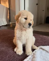 Lewiss, a male Golden Retriever for sale in Fort Morgan, CO – 2 of 3