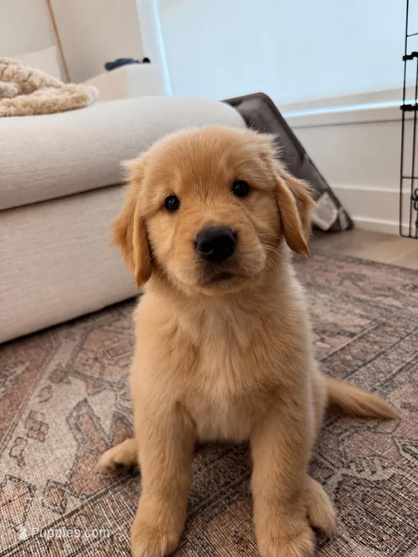 Gophen – Golden Retriever puppy for sale in New Britain, CT