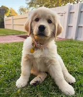 Pole, a male Golden Retriever for sale in Springfield, MA – 2 of 2