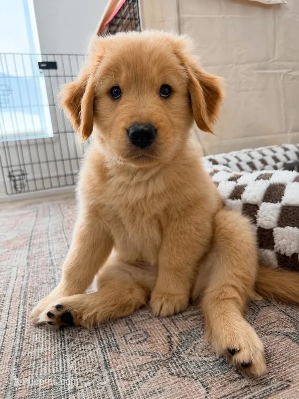 Tedy – Golden Retriever puppy for sale in New Britain, CT