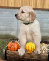 Arlo, a male Golden Retriever for sale in Fort Morgan, CO – 2 of 3