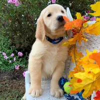Ziggy, a male Golden Retriever for sale in Fort Morgan, CO – 2 of 3