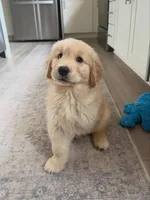 Bless, a male Golden Retriever for sale in Fort Morgan, CO – 3 of 3