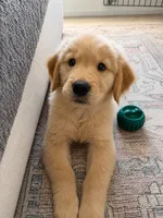 Tedy, a male Golden Retriever for sale in New Britain, CT – 2 of 2