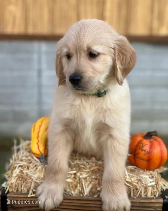 Arlo – Golden Retriever puppy for sale in Fort Morgan, CO
