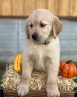 Arlo, a male Golden Retriever for sale in Fort Morgan, CO – 1 of 3