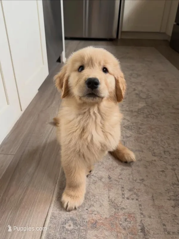 Bless – Golden Retriever puppy for sale in Fort Morgan, CO