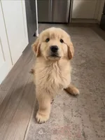 Bless, a male Golden Retriever for sale in Fort Morgan, CO – 1 of 3