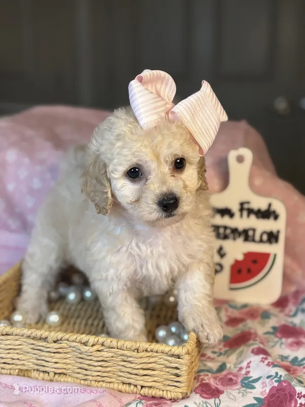 Butter cup  – Maltipoo, Poodle - Toy  puppy for sale in Grand Prairie, TX