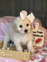 Butter cup , a female Maltipoo and Poodle - Toy  for sale in Grand Prairie, TX – 1 of 4