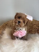 Emelia , a female Maltipoo and Poodle - Toy  for sale in Grand Prairie, TX – 4 of 4