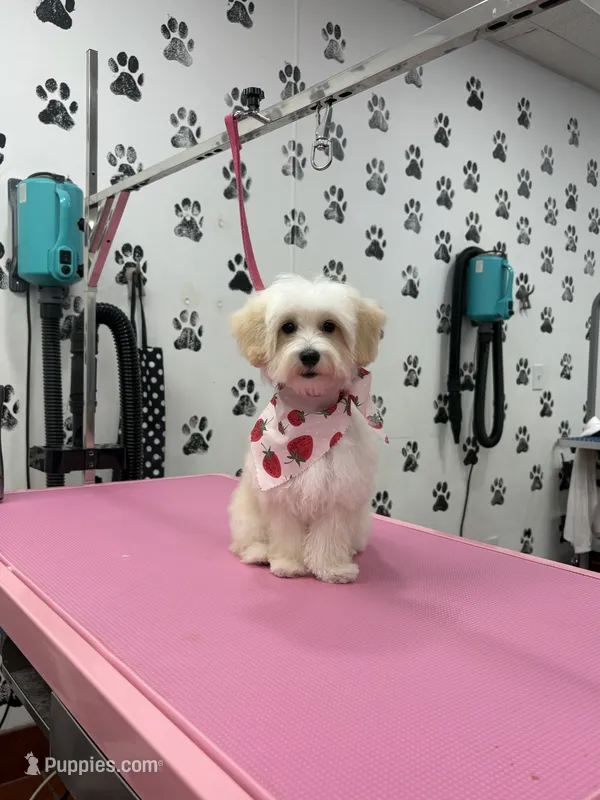 Princess  – Maltipoo, Poodle - Toy  puppy for sale in Fort Worth, TX