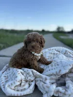 Pearl , a female Shihpoo and Poodle - Toy  for sale in Fort Worth, TX – Photo 3 of 5