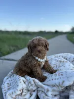 Pearl , a female Shihpoo and Poodle - Toy  for sale in Fort Worth, TX – Photo 2 of 5