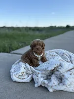 Pearl , a female Shihpoo and Poodle - Toy  for sale in Fort Worth, TX – Photo 4 of 5