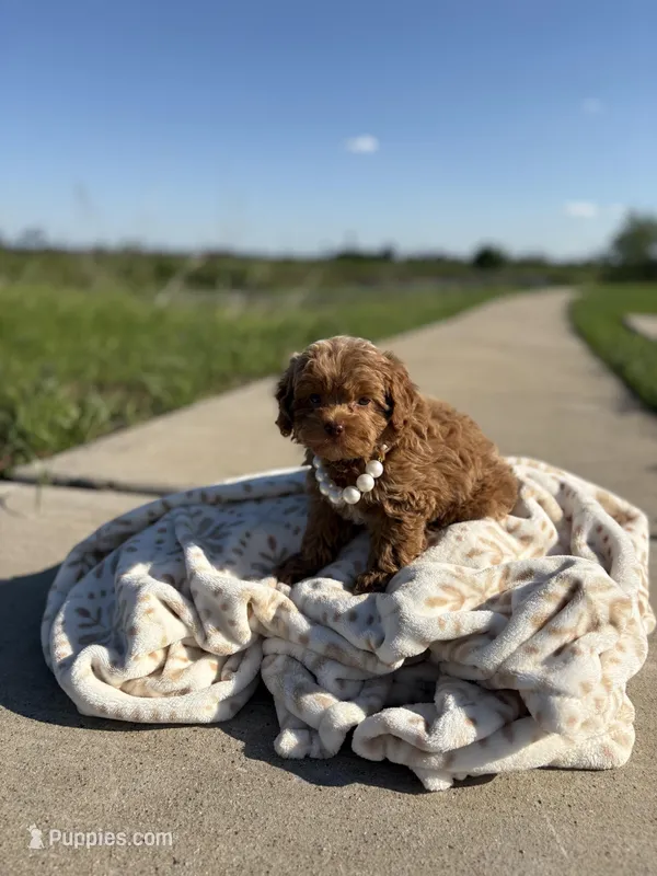 Pearl  – Shihpoo, Poodle - Toy  puppy for sale in Fort Worth, TX