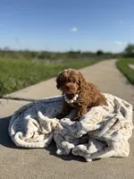 Pearl , a female Shihpoo and Poodle - Toy  for sale in Fort Worth, TX – Photo 1 of 5