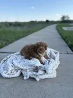 Pearl , a female Shihpoo and Poodle - Toy  for sale in Fort Worth, TX – Photo 5 of 5