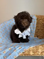 Prince charming 🧸, a male Maltipoo and Poodle - Toy  for sale in Grand Prairie, TX – 4 of 4