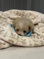 Louis , a male Maltipoo and Poodle - Toy  for sale in Fort Worth, TX – 4 of 4
