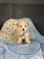 *Paddington 🧸*, a male Maltipoo and Poodle - Toy  for sale in Grand Prairie, TX – 3 of 4