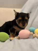 Gigi, a female Yorkshire Terrier for sale in Fort Worth, TX – Photo 2 of 3