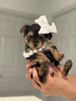 Gigi, a female Yorkshire Terrier for sale in Fort Worth, TX – Photo 1 of 3
