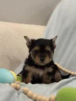 Gigi, a female Yorkshire Terrier for sale in Fort Worth, TX – Photo 3 of 3