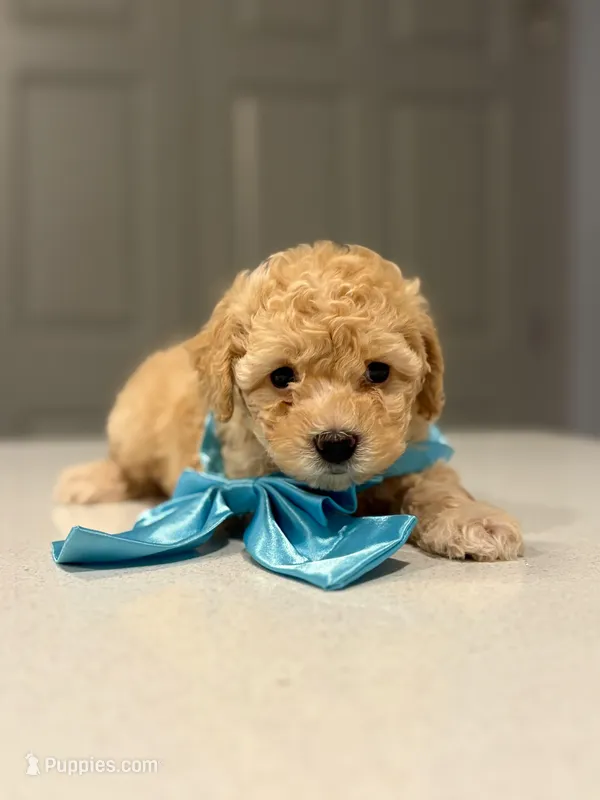 Enzo – Poodle - Toy  puppy for sale in Fort Worth, TX