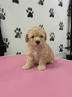 Enzo, a male Poodle - Toy  for sale in Fort Worth, TX – Photo 2 of 3