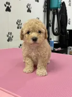 Enzo, a male Poodle - Toy  for sale in Fort Worth, TX – Photo 1 of 3