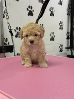 Enzo, a male Poodle - Toy  for sale in Fort Worth, TX – Photo 3 of 3