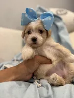 Lulu * light  Apricot parti *, a female Maltipoo and Poodle - Toy  for sale in Fort Worth, TX – Photo 3 of 7