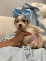 Lulu * light  Apricot parti *, a female Maltipoo and Poodle - Toy  for sale in Fort Worth, TX – Photo 6 of 7