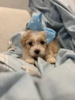 Lulu * light  Apricot parti *, a female Maltipoo and Poodle - Toy  for sale in Fort Worth, TX – Photo 2 of 7