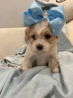 Lulu * light  Apricot parti *, a female Maltipoo and Poodle - Toy  for sale in Fort Worth, TX – Photo 4 of 7