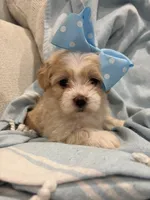 Lulu * light  Apricot parti *, a female Maltipoo and Poodle - Toy  for sale in Fort Worth, TX – Photo 5 of 7