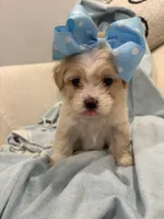 Lulu * light  Apricot parti *, a female Maltipoo and Poodle - Toy  for sale in Fort Worth, TX – Photo 7 of 7