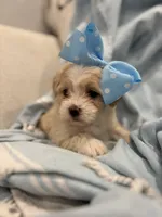 Lulu * light  Apricot parti *, a female Maltipoo and Poodle - Toy  for sale in Fort Worth, TX – Photo 1 of 7