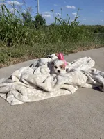 Bella Red parti  , a female Poodle - Toy  for sale in Grand Prairie, TX – 3 of 4