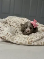 Ollie, a female Maltipoo and Poodle - Toy  for sale in Fort Worth, TX – 3 of 4