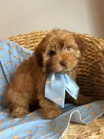 Charley green eyes 💚, a male Maltipoo and Poodle - Toy  for sale in Grand Prairie, TX – 3 of 3