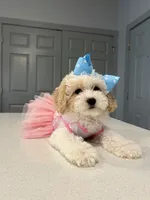 Trixie , a female Poodle - Toy  for sale in Fort Worth, TX – 2 of 3