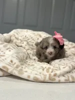Ollie, a female Maltipoo and Poodle - Toy  for sale in Fort Worth, TX – 2 of 4