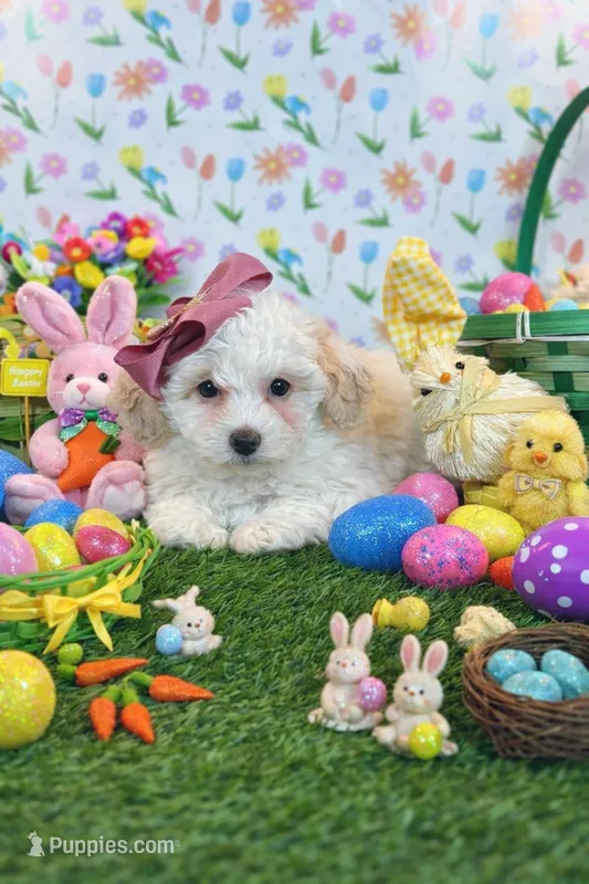Joy , a female Maltipoo and Poodle - Toy  for sale in Fort Worth, TX – Photo 1 of 3