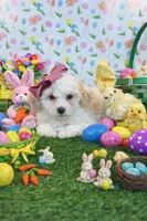 Joy , a female Maltipoo and Poodle - Toy  for sale in Fort Worth, TX – Photo 1 of 3